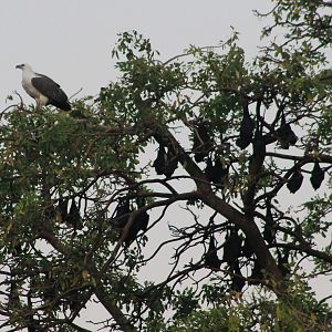 White-bellied Sea Eagle (Haliaeetus leucogaster)