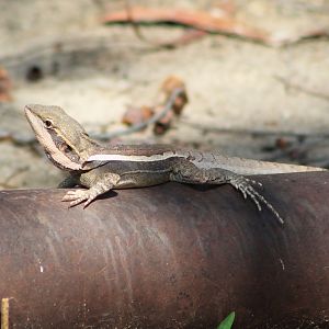 Gilbert’s Dragon (Lophognathus gilberti)