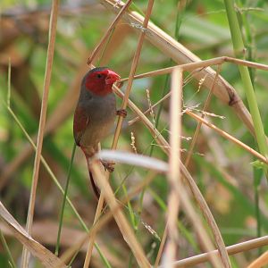 Crimson Finch (Neochmia phaeton)
