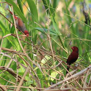 Crimson Finches (Neochmia phaeton)