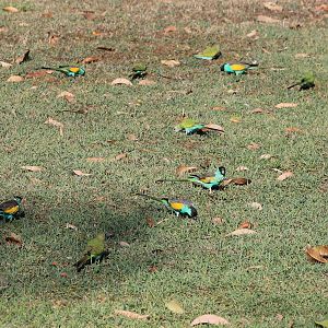 Hooded Parrots (Psephotellus dissimilis)