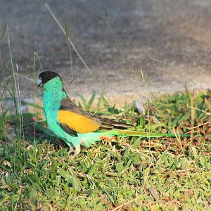 Hooded Parrot (Psephotellus dissimilis)