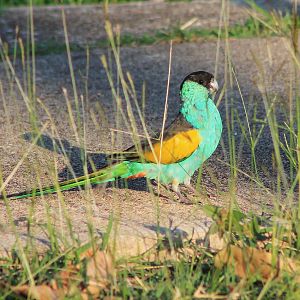 Hooded Parrot (Psephotellus dissimilis)