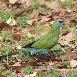 Hooded Parrot (Psephotellus dissimilis)