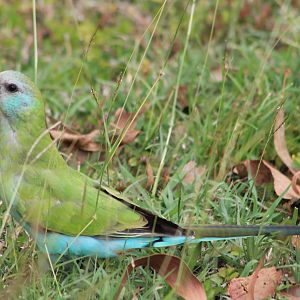 Hooded Parrot (Psephotellus dissimilis)