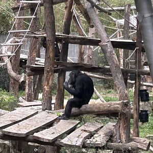 Western chimpanzee