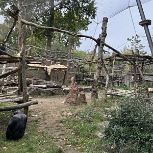 Chimp exhibit