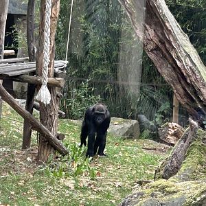 Western lowland gorilla