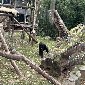 Western lowland gorilla