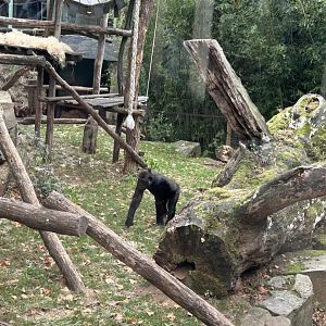 Western lowland gorilla