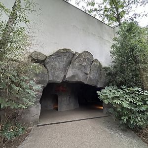Gorilla cave entrance