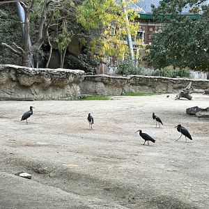 Abdim’s storks and southern bald ibisses
