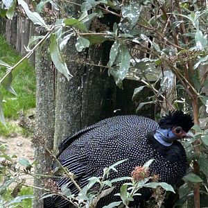Eastern crested guineafowl