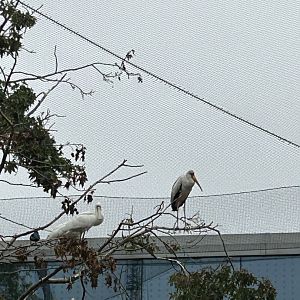 Yellow-billed stork and African spoonbill