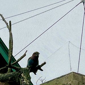 Lilac-breasted roller