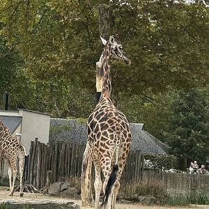 Giraffe