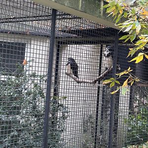 Spectacled owls