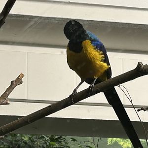 Golden-breasted starling