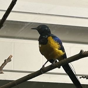Golden-breasted starling