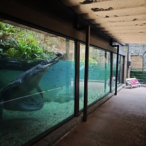 Upgraded Indian Gharial exhibit