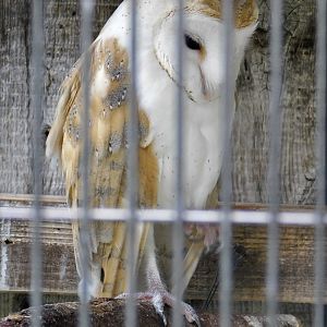 Barn Owl (Tyto alba) October 4, 2025