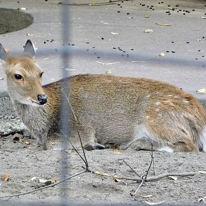 Yakushima Sika Deer (Cervus nippon yakushimae) October 4, 2025
