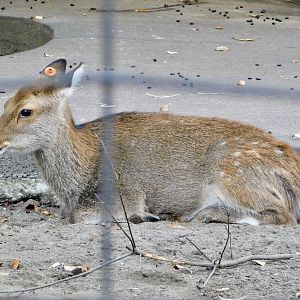Yakushima Sika Deer (Cervus nippon yakushimae) October 4, 2025