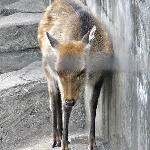 Yakushima Sika Deer (Cervus nippon yakushimae) October 4, 2025
