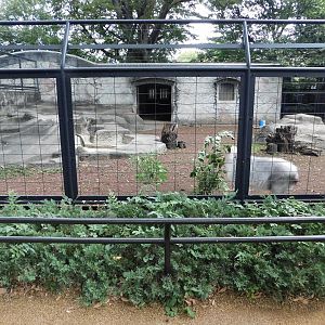 Japanese Serow Enclosure October 4, 2025