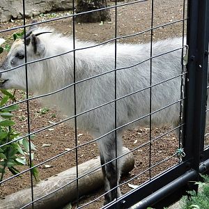 Japanese Serow (Capricornis crispus) October 4, 2025