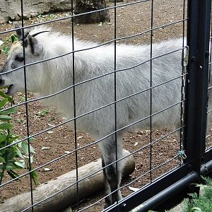 Japanese Serow (Capricornis crispus) October 4, 2025