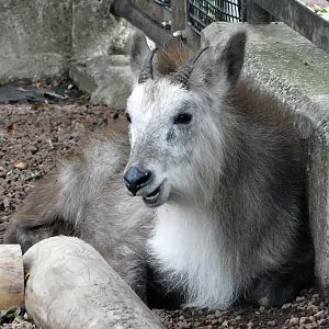 Japanese Serow (Capricornis crispus) October 4, 2025