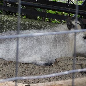 Japanese Serow (Capricornis crispus) October 4, 2025