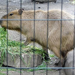 Capybara (Hydrochoerus hydrochaeris) October 4, 2025