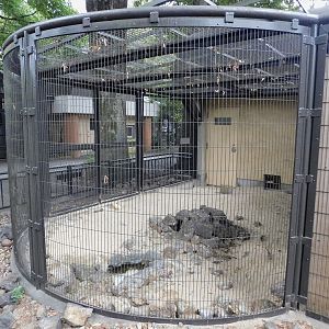 Fennec Fox Enclosure October 4, 2025