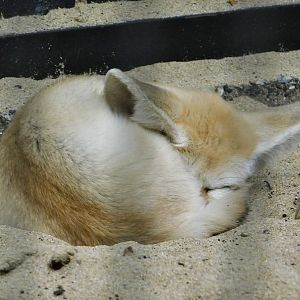 Fennec Fox (Vulpes zerda) October 4, 2025