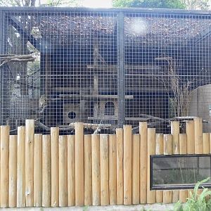 Amur Leopard Cat Enclosure October 4, 2025