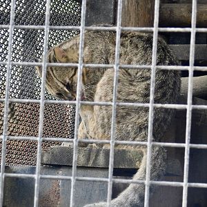 Amur Leopard Cat (Prionailurus bengalensis euptilurus) October 4, 2025