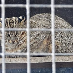 Amur Leopard Cat (Prionailurus bengalensis euptilurus) October 4, 2025