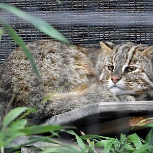 Amur Leopard Cat (Prionailurus bengalensis euptilurus) October 4, 2025