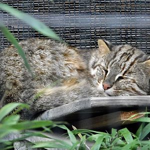 Amur Leopard Cat (Prionailurus bengalensis euptilurus) October 4, 2025