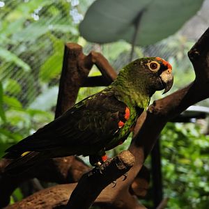 Jardine's Parrot (Poicephalus gulielmi)