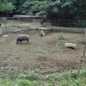 Japanese Boar Enclosure October 4, 2025
