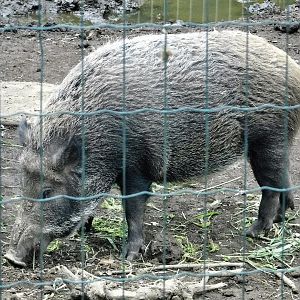 Japanese Boar (Sus scrofa leucomystax) October 4, 2025