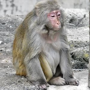 Rhesus Macaque (Macaca mulatta) October 4, 2025