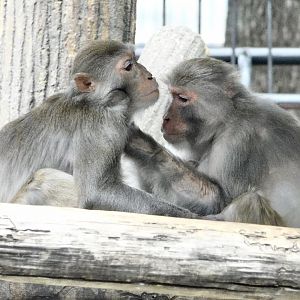 Rhesus Macaque (Macaca mulatta) October 4, 2025