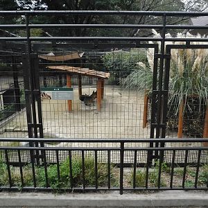 Patagonian Mara Enclosure October 4, 2025