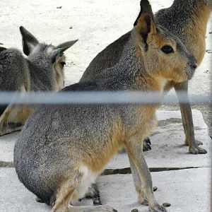 Patagonian Mara (Dolichotis patagonum) October 4, 2025