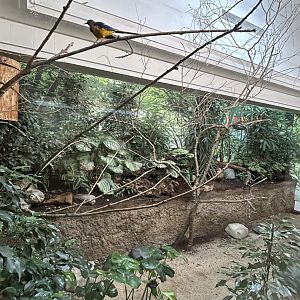 Golden-breasted starling and Black crake aviary