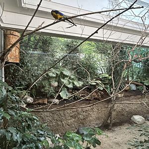 Golden-breasted starling and Black crake aviary